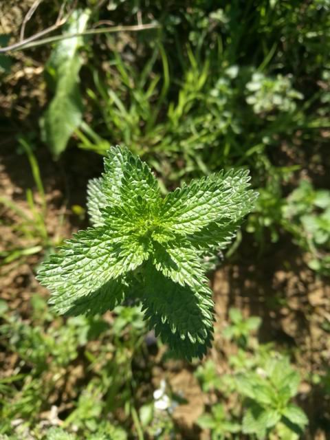 Urtica urens?   S !